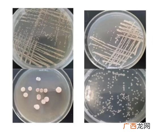 什么是微生物培养技术,什么是微生物分离培养？