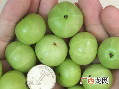 福建有哪些水果,福建省的水果特产有那些？