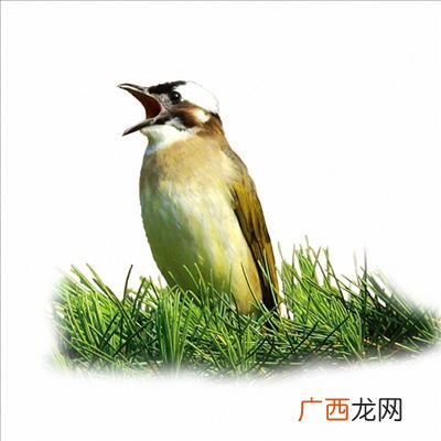 白头鹎是喜鸟吗,身上是白色的头上有黄羽毛是什么鸟？