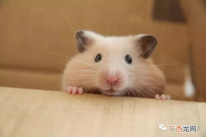 仓鼠会吃自己的同类吗,仓鼠吃同类有什么好的处理方法？