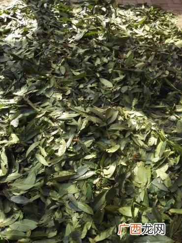 山香圆叶是什么,山香圆叶的人工种植技术？