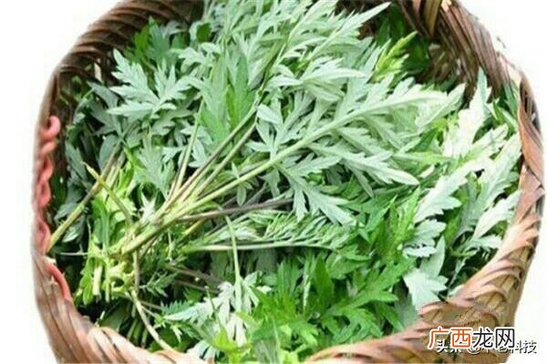 荔枝的保鲜方法,荔枝如何保鲜？