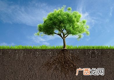 如何保护树木,保护树的方法图文并茂？
