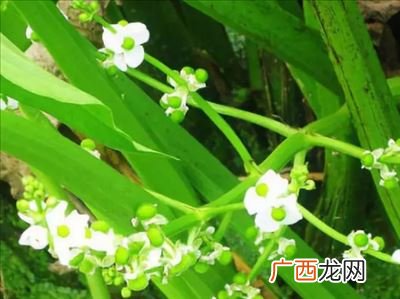 营养繁殖最主要的优点,无性生殖的方法和优点缺点？