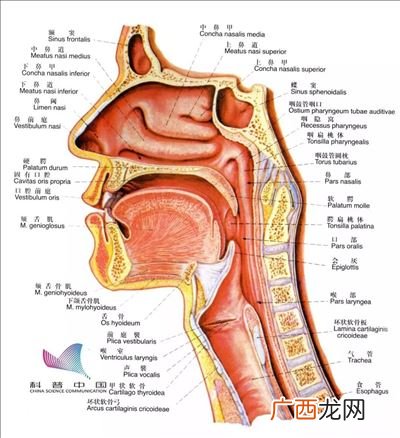 解剖学包括什么,人体解剖学包括哪三个部分？