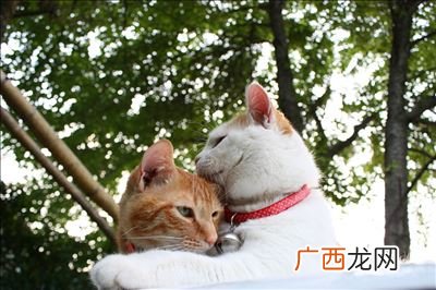 猫咪挑食严重怎么办,猫太挑食了咋办？