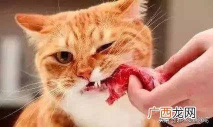 猫咪挑食严重怎么办,猫太挑食了咋办？