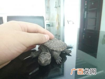 北美鳄龟和杂佛哪个长得更大,纯佛和杂佛哪个更凶一些？