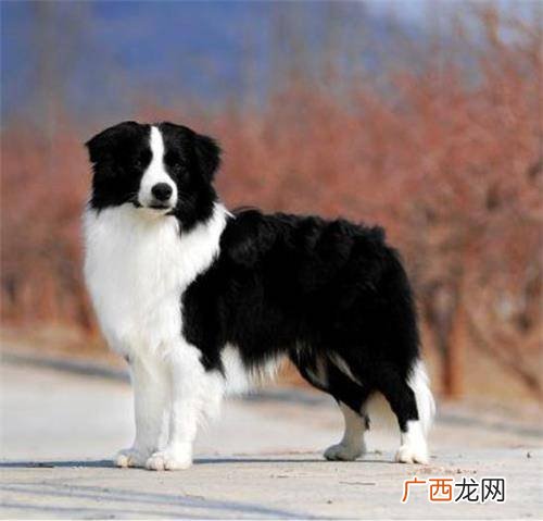 黑白边牧毛色怎么变棕色了,边牧犬的颜色和性格?