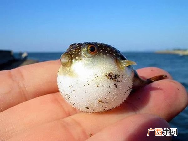 正是河豚欲上时中欲的解释是什么,正是河豚欲上时的欲是什么意思？