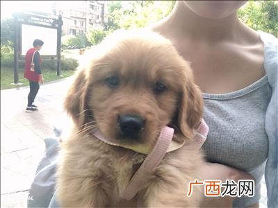 怎么教狗狗在指定的地方上厕所,狗狗为什么喜欢在不同地方撒尿？