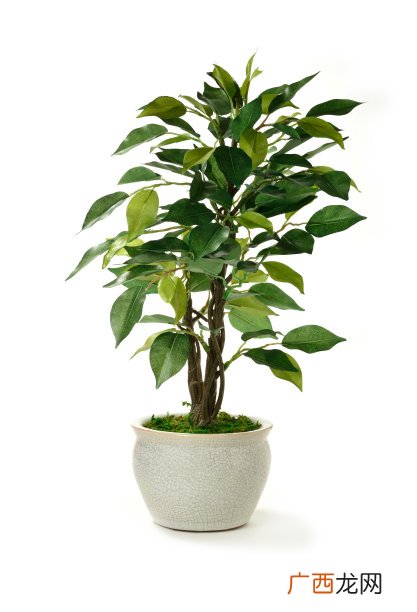 盆栽树类植物有哪些,适合盆栽的植物？