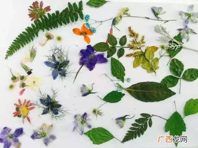 怎么制作压花,如何简单制作压花？