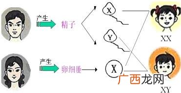 正常的卵细胞是多少,卵细胞形成标志生物？