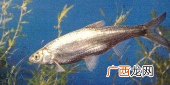 湖北土名游参鱼的鱼真名叫什么,苦丁学名？