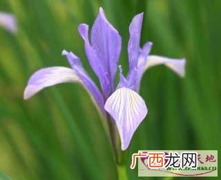 马兰花的花语是什么,马兰花可以泡茶吗？