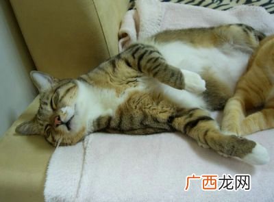 猫咪携带狂犬病毒吗,猫会得狂犬病吗？