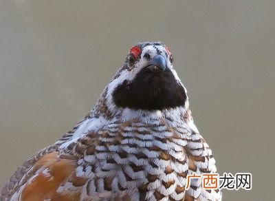 东北的飞龙是什么动物,蘑菇炖飞龙说的飞龙是什么动物？