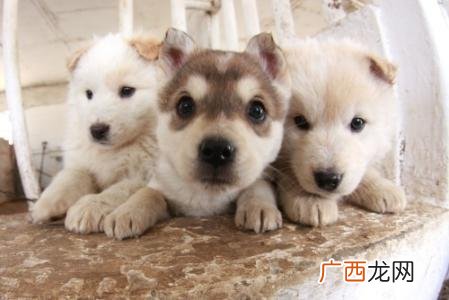 狗狗能吃椰子吗,狗狗可以吃椰果吗？