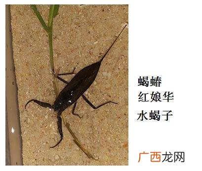 昆虫与动物有什么区别,节肢动物与昆虫纲的区别？