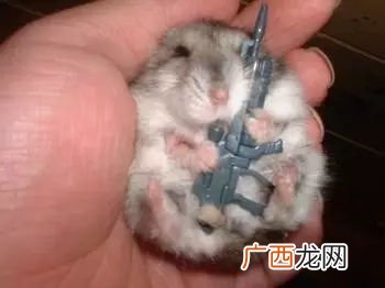 仓鼠通人性吗,仓鼠通人性吗？