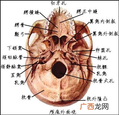 颅底主要孔裂名称及穿经结构,颅底的骨是由什么构成的？