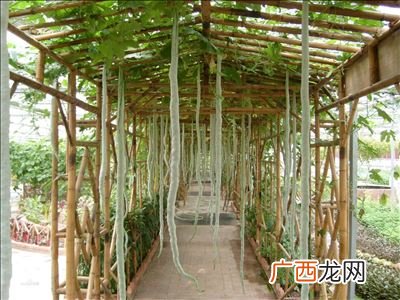 蛇豆的种植方法,蛇豆的种植方法和时间？