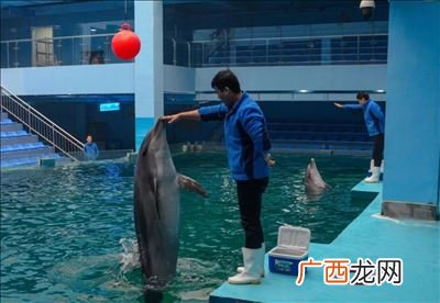 海豚有公母分吗,彩豚怎么分雌雄？
