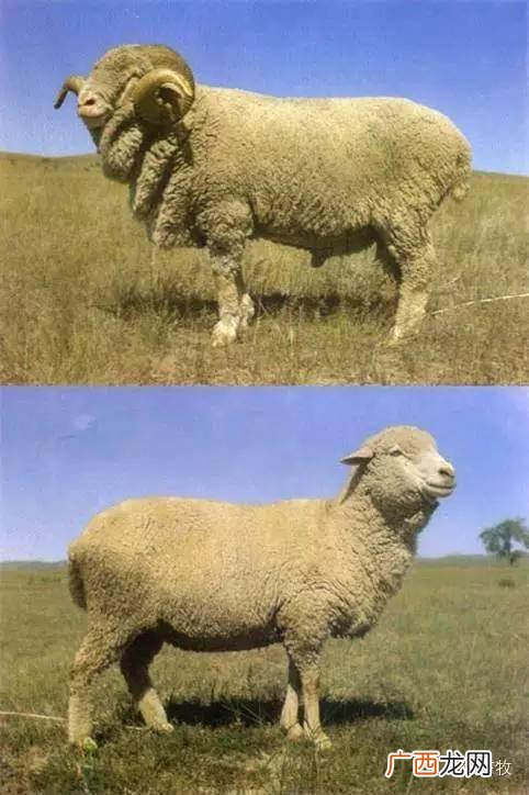 内蒙的羊是什么品种,内蒙古十大羊肉排名？