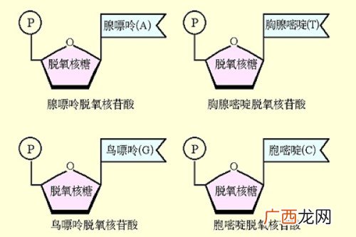 damp是什么核苷酸,datp和damp谁是dna的基本单位？