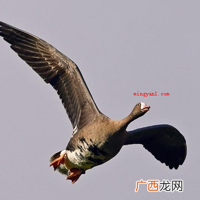 问世间情为何物直教生死相许描写的是什么？
