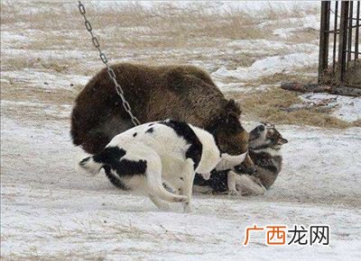 熊犬是什么品种,黑色像熊的狗啥品种？
