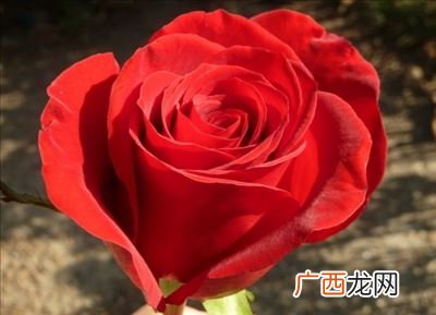 玫瑰的寓意和象征,玫瑰花寓意着什么意思？