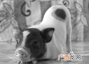 宠物猪怎么养,刚买的宠物小香猪如何饲养？