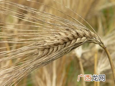喝大麦芽什么好处和坏处,麦芽生长黄叶是什么?