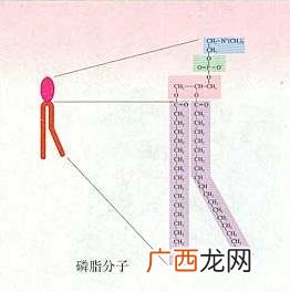 磷脂的作用高中生物,生物膜中的磷脂主要是什么?