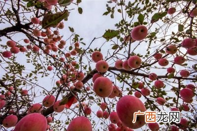 硕果累累啥意思,硕果累累是指的哪个季节？