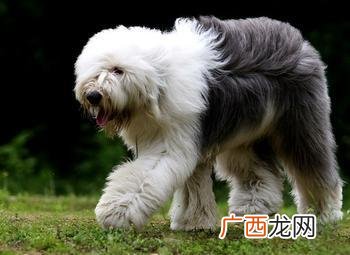 牧羊犬种类,狗狗的种类及名称大全？