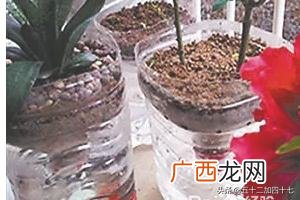 如何废物利用制作花盆,如何利用废弃的塑料瓶DIY花盆，变废为宝？