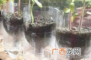 如何废物利用制作花盆,如何利用废弃的塑料瓶DIY花盆，变废为宝？