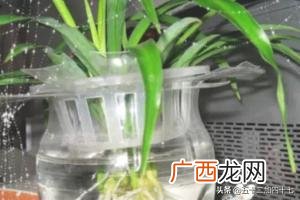 如何废物利用制作花盆,如何利用废弃的塑料瓶DIY花盆，变废为宝？