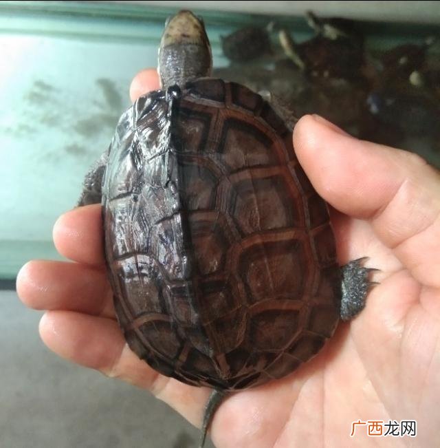 什么小型宠物的寿命最长,国产龟什么龟活得最久？