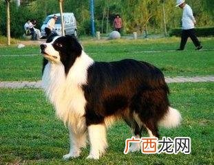 标准贵宾犬是小型犬还是中型犬,个头中等的狗？