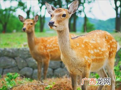 奈良什么意思,一夜奈良山的解释？