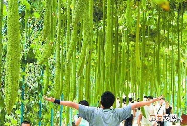 绿色农业是什么,绿色农业是什么意思？