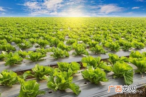 绿色农业是什么,绿色农业是什么意思？