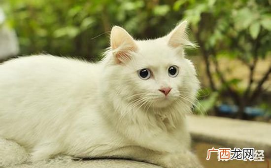 狮子猫是什么品种,怎么辨别狮子猫?