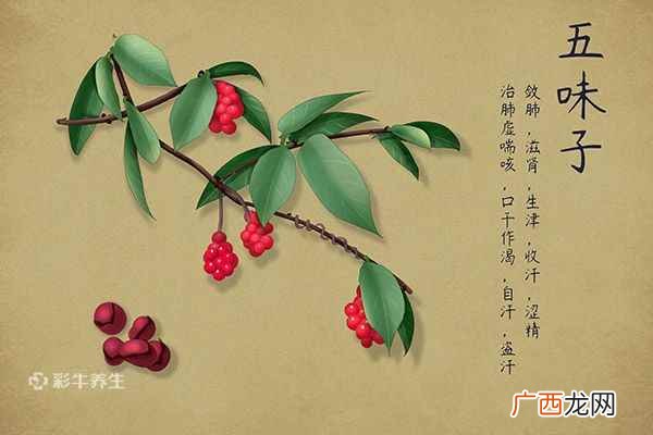五味子的副作用与禁忌