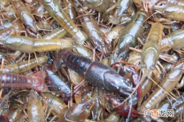 养虾需要什么条件和技术,鱼缸养虾要具备什么？
