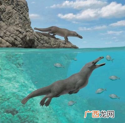 鲸鱼的祖先是怎么被认定的,鲸鱼祖先由来？